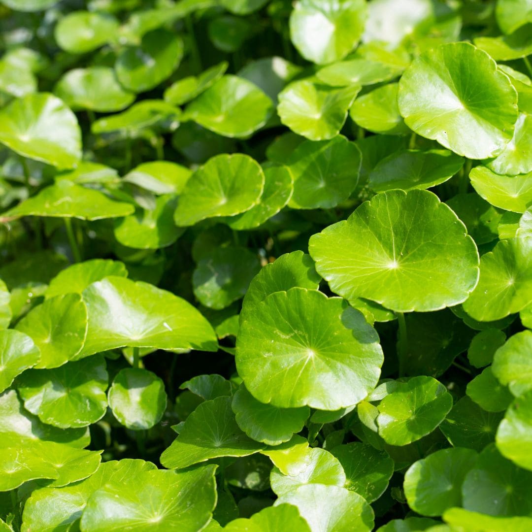 Cica centella asiatica torriden