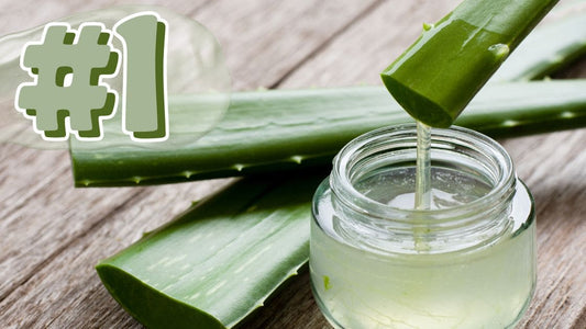 Bannière pour l'article de blog jejuskin sur l'aloe vera