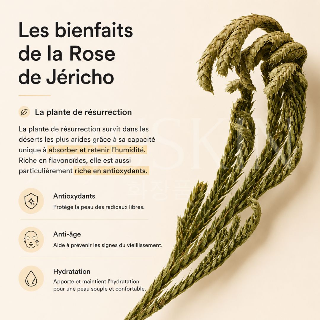 Les bienfaits de la rose de Jéricho