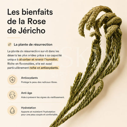 Les bienfaits de la rose de Jéricho