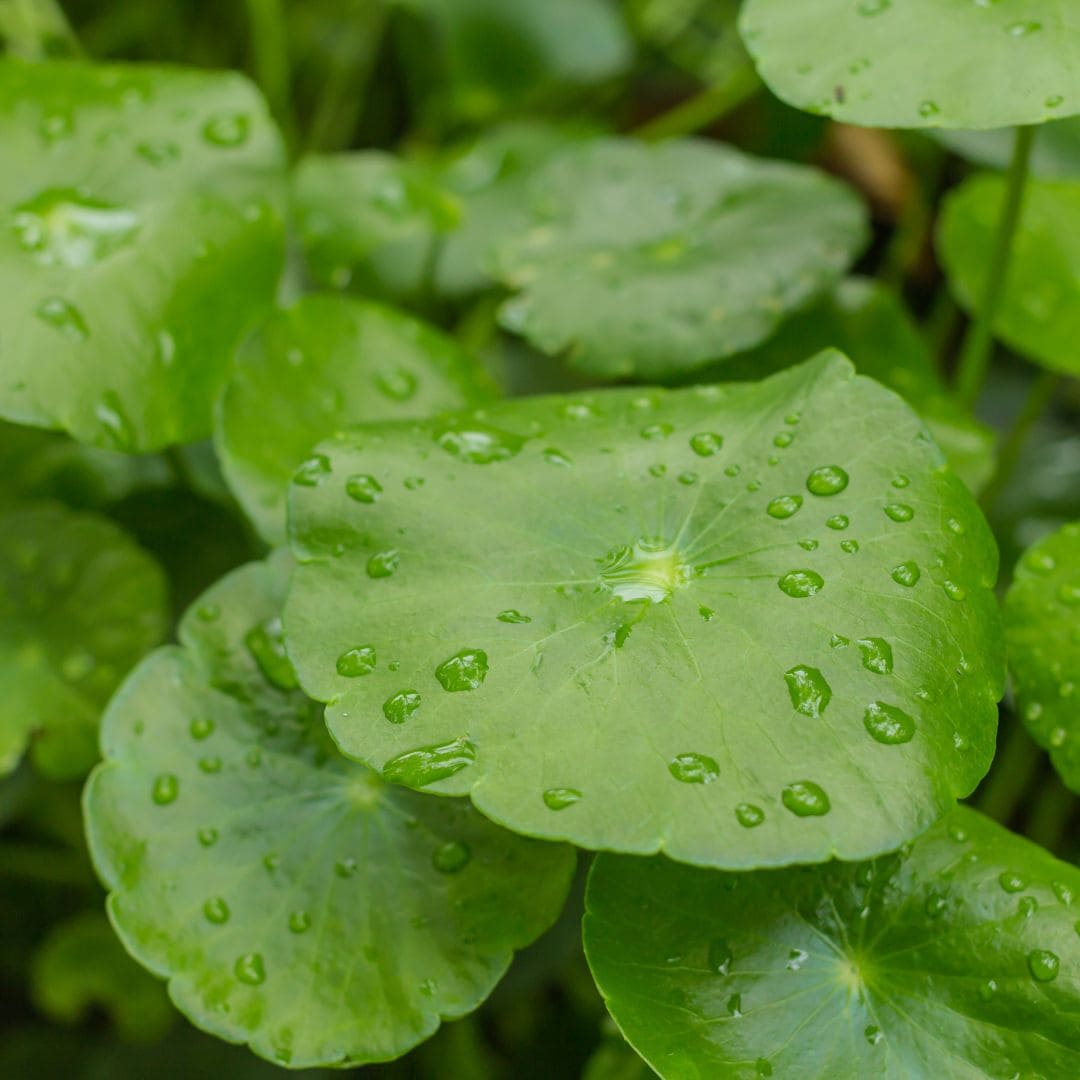 La Centella Asiatica