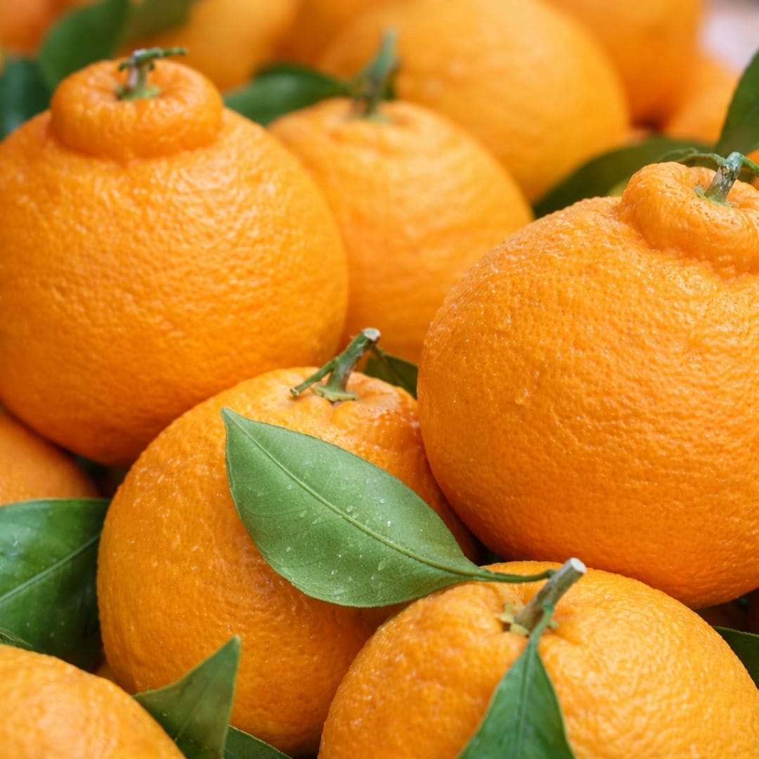 Image de la mandarine Cheonhyehyang de Jeju