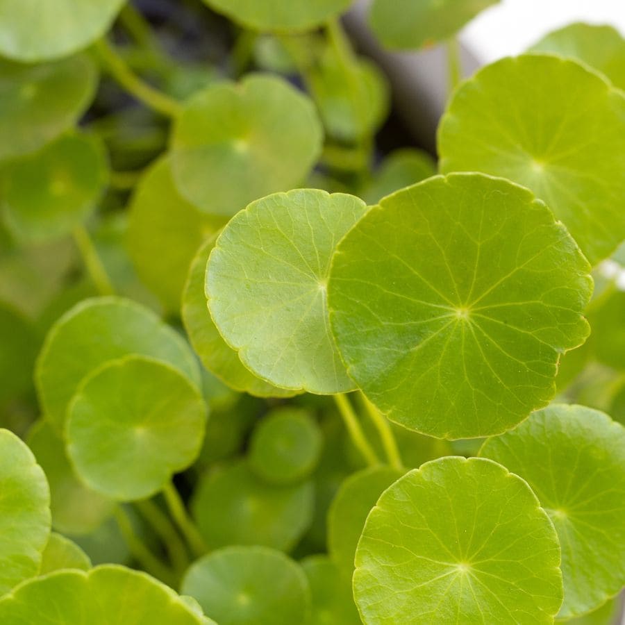 Photo d'une feuille de Centella Asiatica