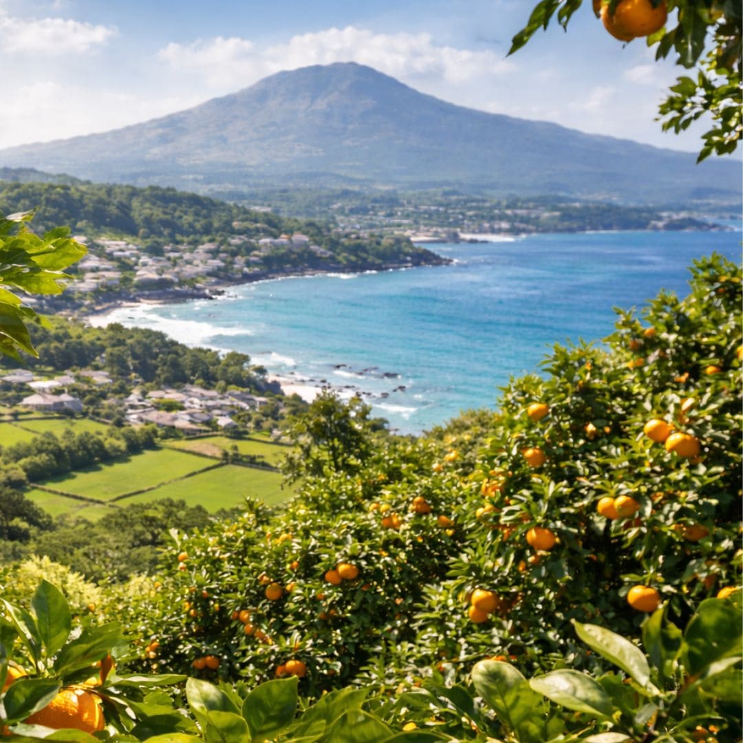 Paysage de l'Ile de Jeju avec des mandarines