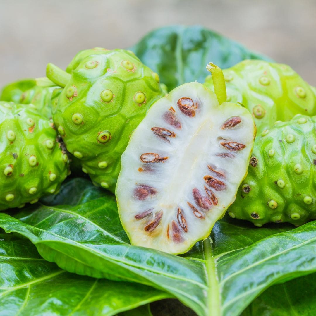 Fruit le noni