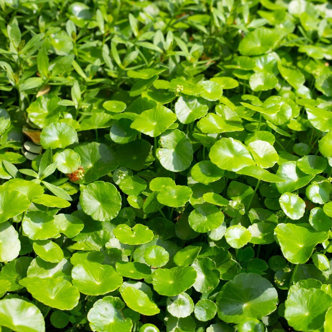 La Centella Asiatica huile Orien