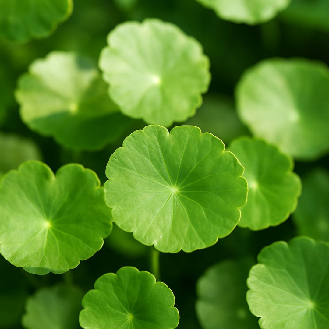 Centella Asiatica photo