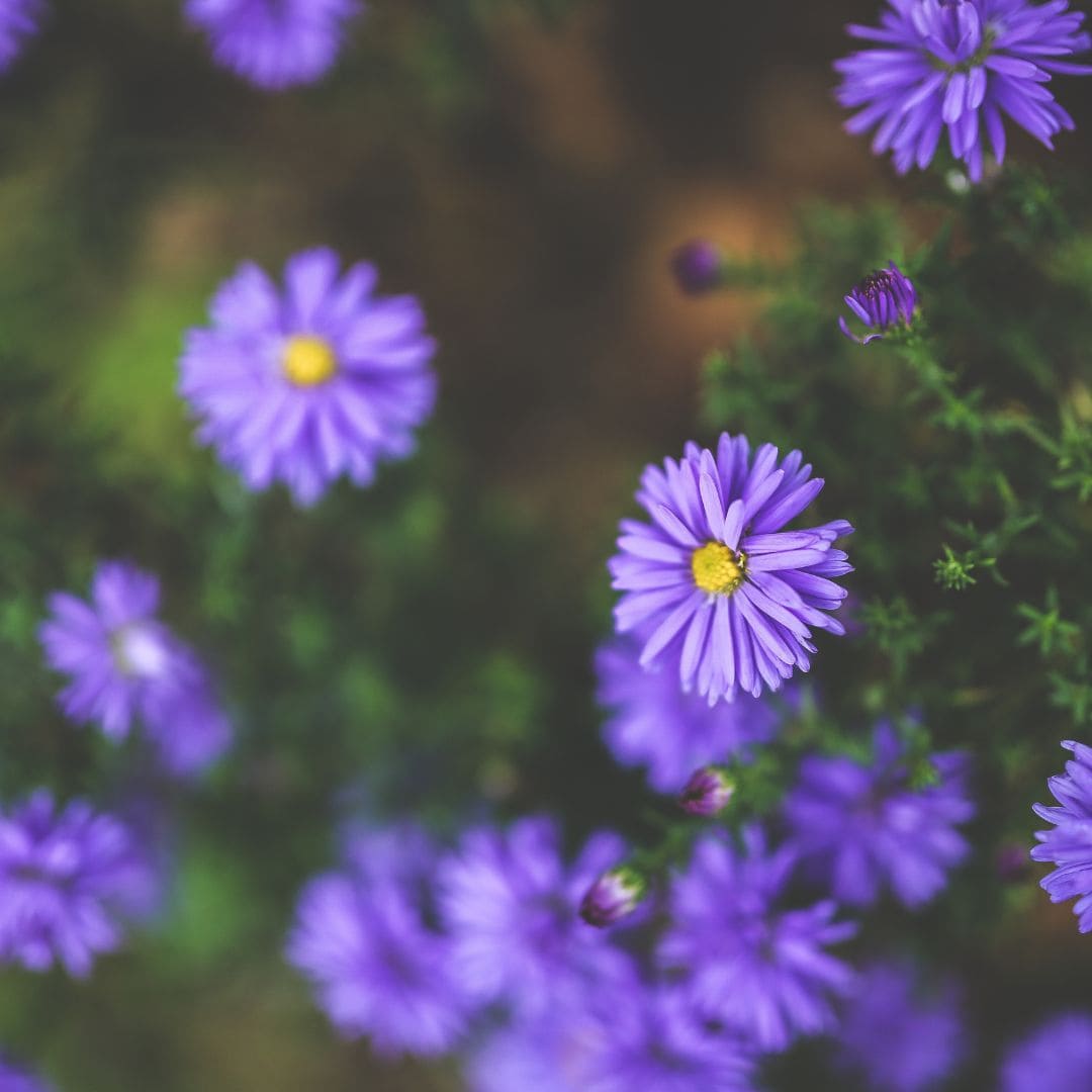 Sérum vt cosmetics fleur